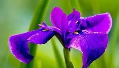 花金刚花语是什么？它有什么特别的含义？