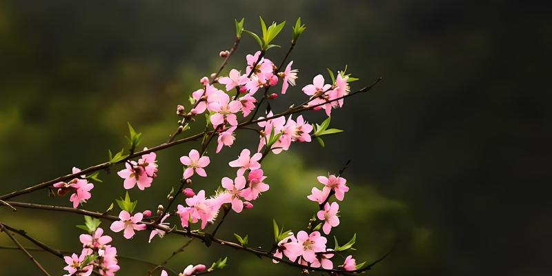 圣火的花语是什么？它传递了哪些信息？