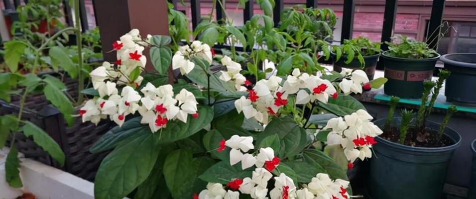 龙口花花语有何深意？它象征着什么？