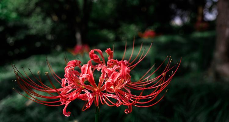 龙口花花语有何深意？它象征着什么？