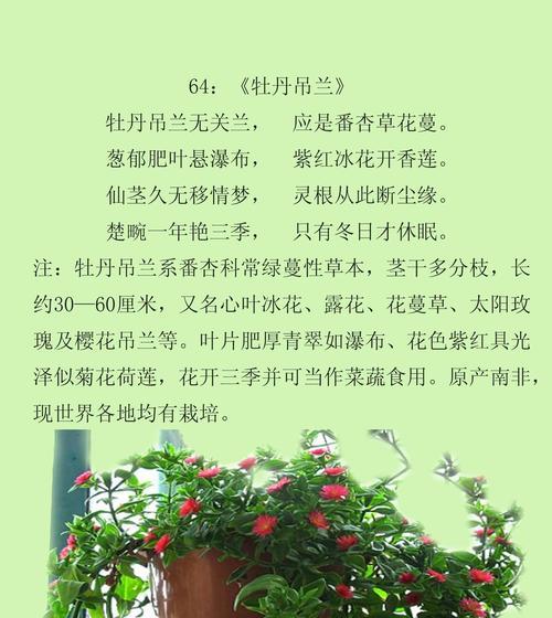番杏的花语是什么？它有什么特别的含义？