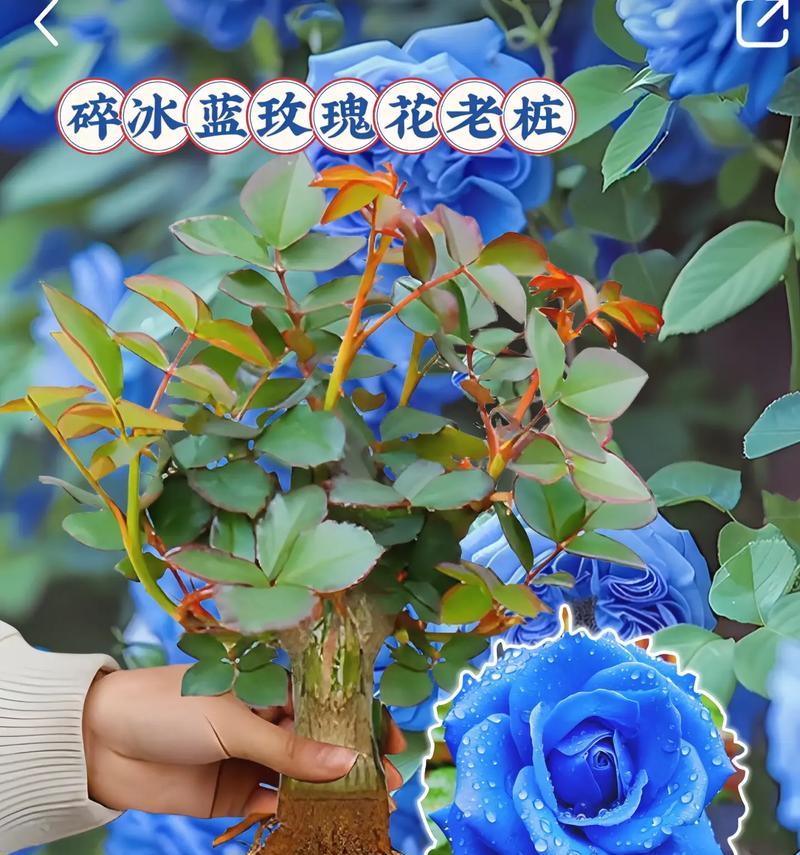 紫蓝色花语代表了什么？它有什么特别之处？