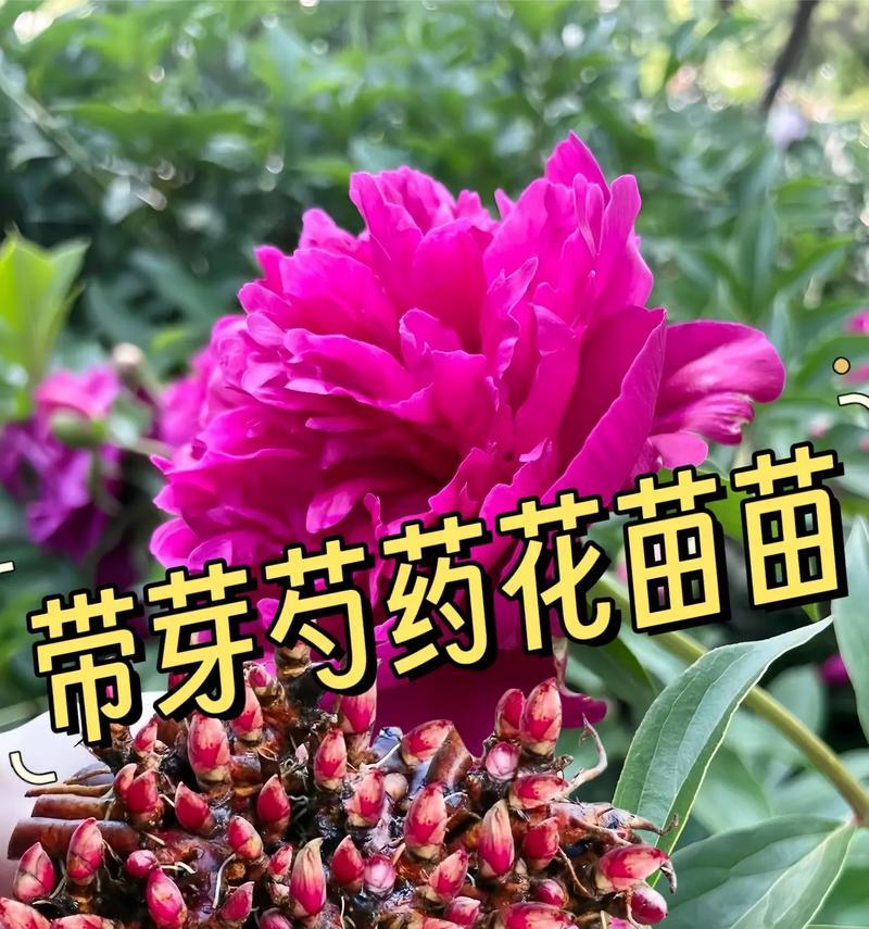 40钟花语是什么？它们各自有什么含义？