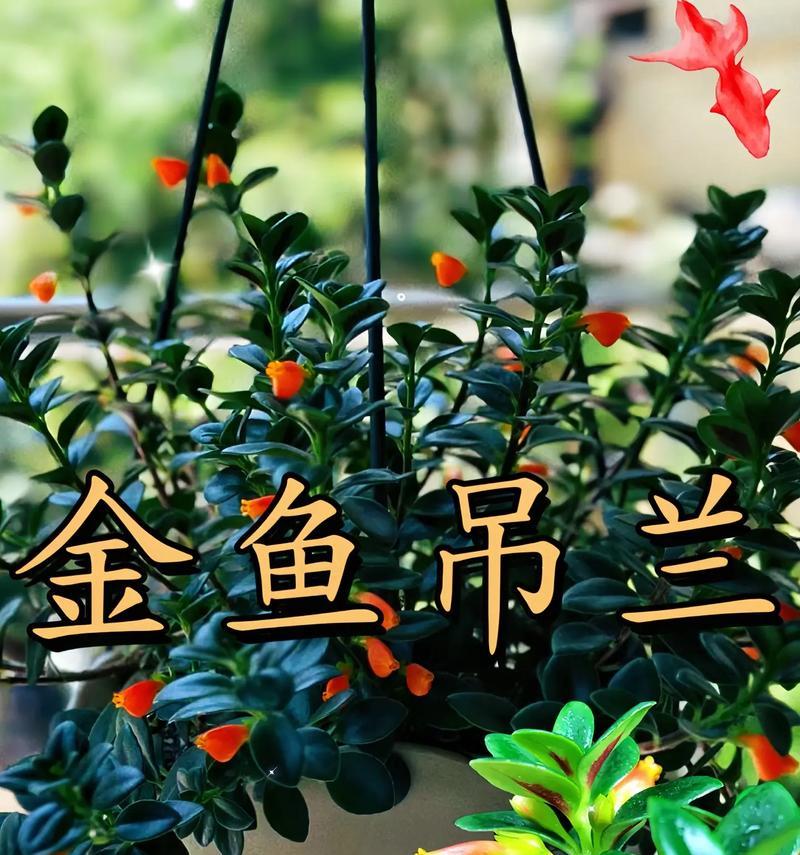 金鱼穗花语是什么？它有什么特别的含义？