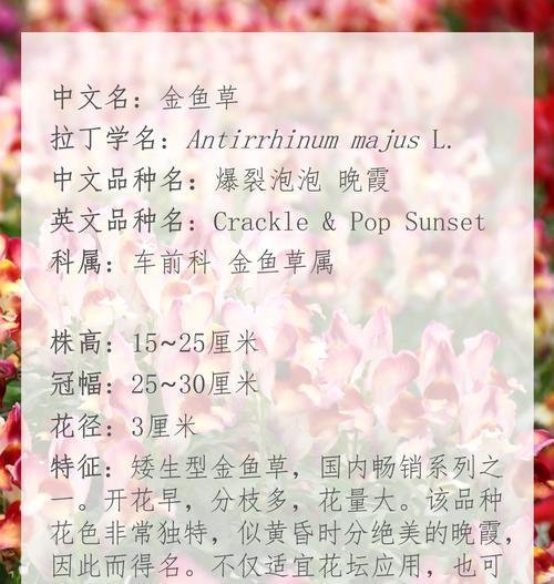 金鱼穗花语是什么？它有什么特别的含义？