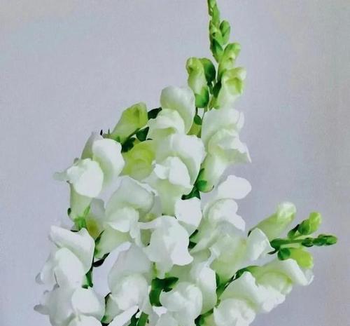 金鱼穗花语是什么？它有什么特别的含义？