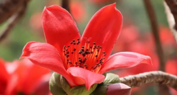 木棉果花语是什么？它传递了哪些信息？