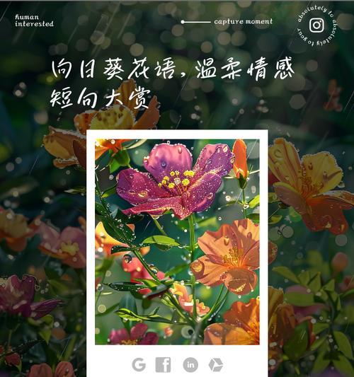 银葵花花语是什么？如何表达爱意？