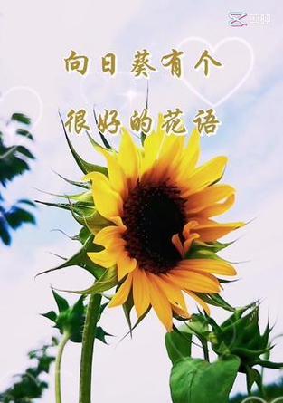 银葵花花语是什么？如何表达爱意？
