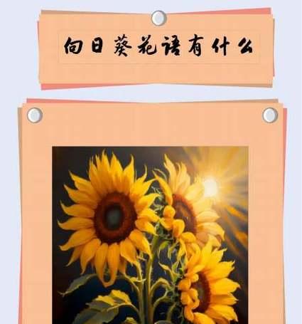 银葵花花语是什么？如何表达爱意？