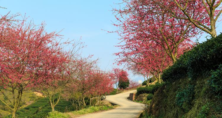 菊樱花花语有哪些寓意？适合哪种场合？