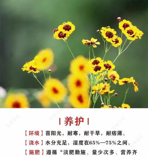 菊樱花花语有哪些寓意？适合哪种场合？