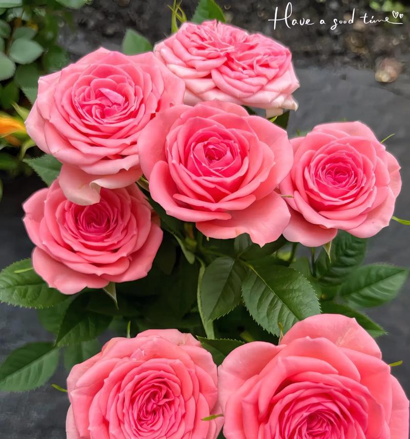 的月季花语是什么？如何挑选合适的月季？
