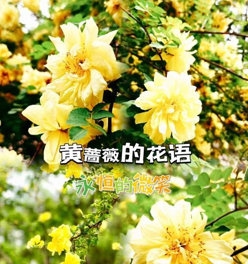 将爱的花语如何传达？选择哪种花最合适？