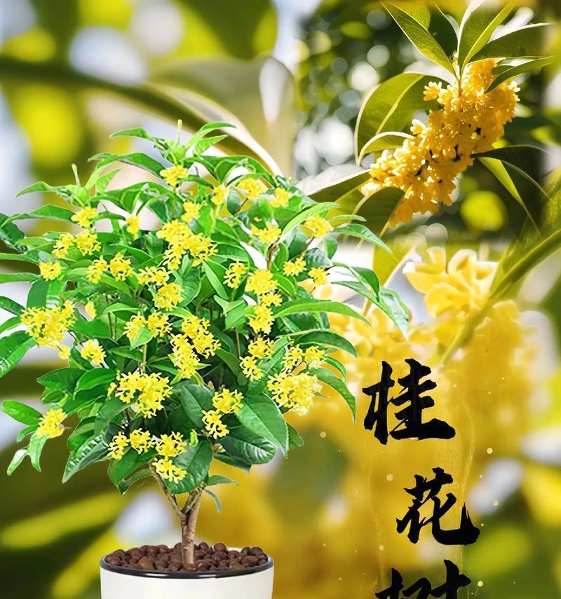 山树树花语是什么意思？在自然界中扮演什么角色？