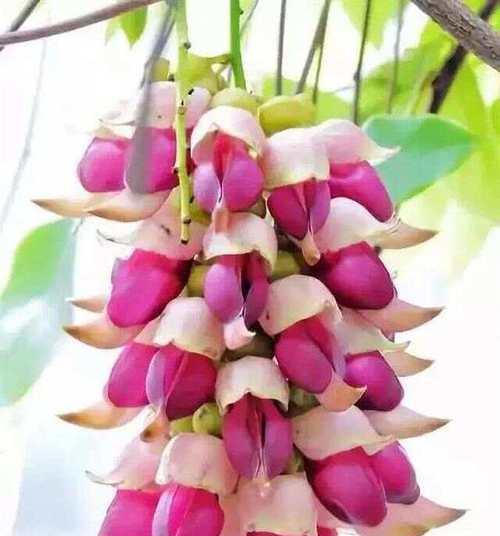花语禾雀花有哪些独特之处？如何正确解读？