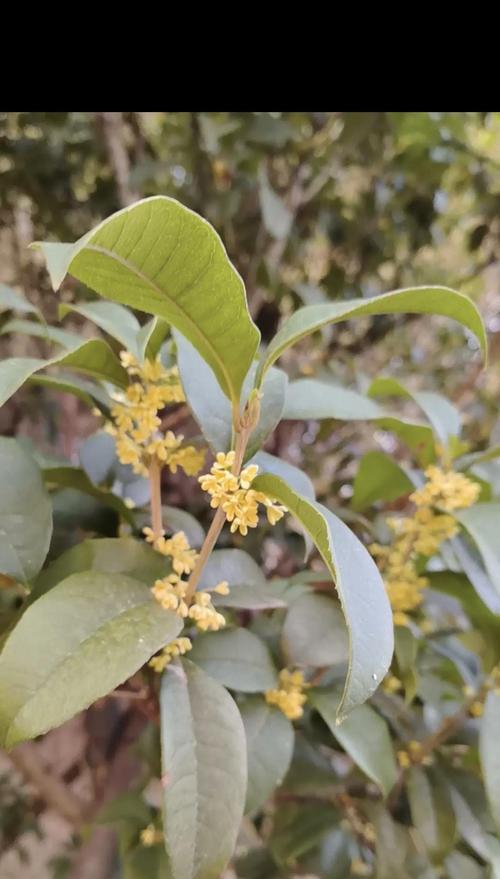 花桂花花语代表了什么？在传统中有什么意义？