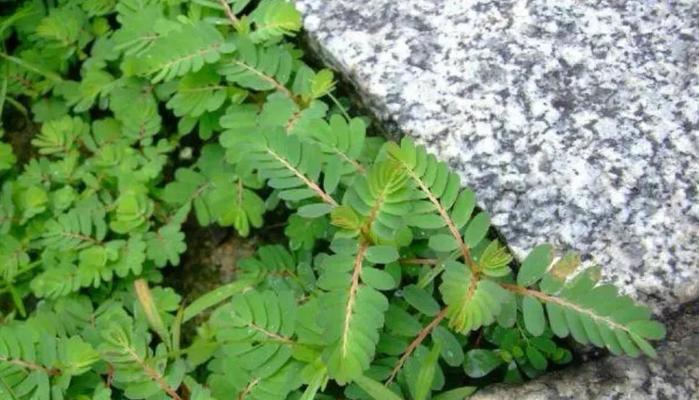 珍珠草花语是什么？如何用珍珠草表达情感？