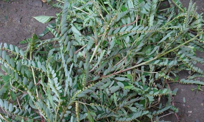 珍珠草花语是什么？如何用珍珠草表达情感？