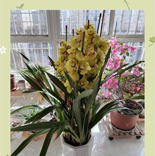 小蕙兰花语代表了什么？在送花时有何讲究？