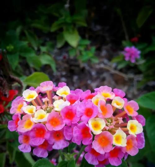 牡荆草花语有哪些寓意？在花语中扮演什么角色？