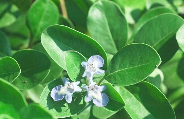 牡荆草花语有哪些寓意？在花语中扮演什么角色？