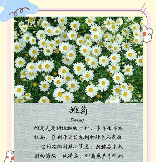 先雏菊花语是什么意思？适合哪种场合使用？