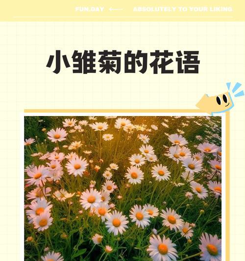 先雏菊花语是什么意思？适合哪种场合使用？
