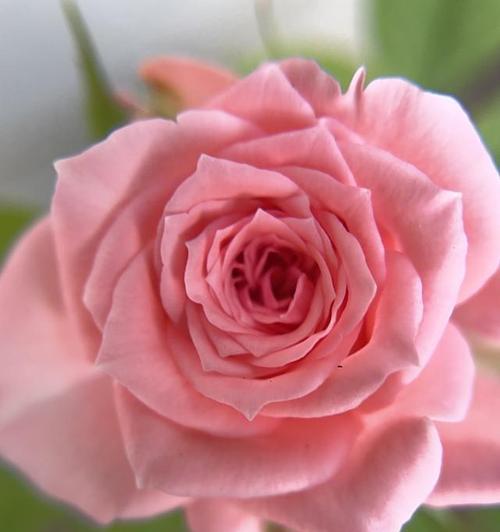 粉带的花语有何特别之处？如何挑选粉带花？