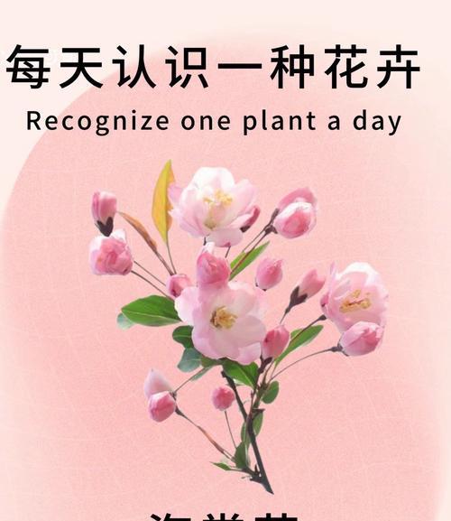全花系花语有哪些？如何理解各种花的含义？