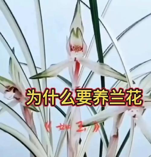 胡兰花的花语代表什么？送胡兰花有何寓意？