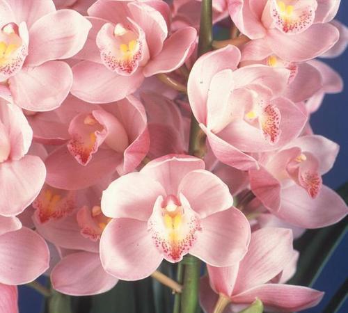 大花的花语是什么？大花象征着什么？