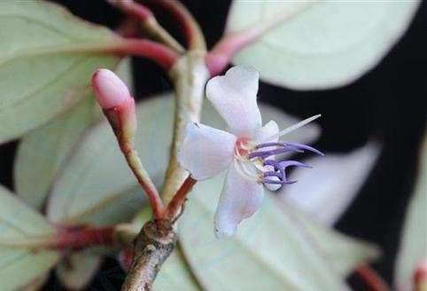 酸叶花花语有何深意？酸叶花代表了什么？