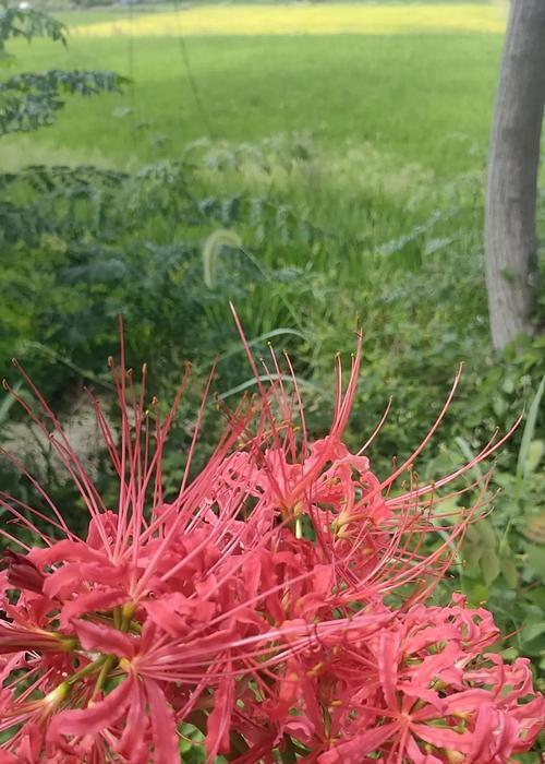 酸叶花花语有何深意？酸叶花代表了什么？