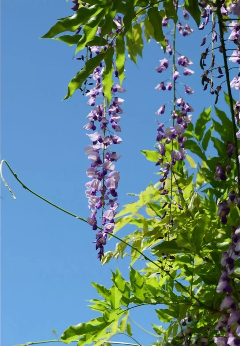 藤花紫的花语是什么？藤花紫象征着什么？