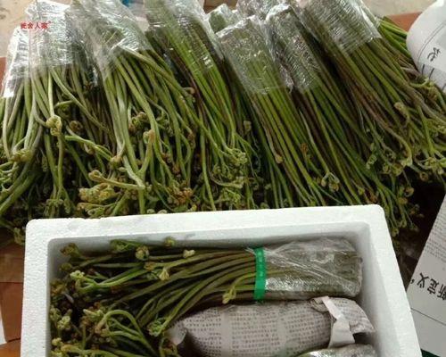 龙爪蕨花语是什么？龙爪蕨代表了什么？