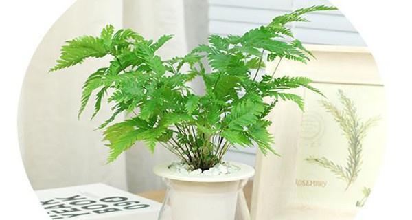 龙爪蕨花语是什么？龙爪蕨代表了什么？