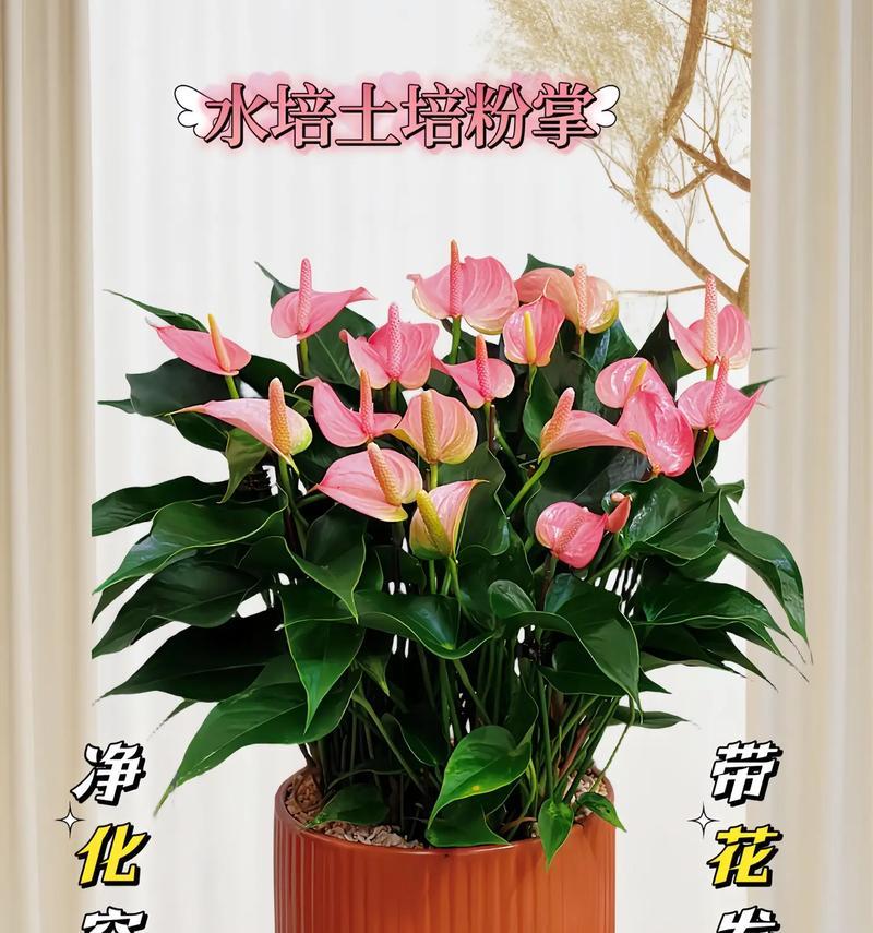 最仙的花语是什么？如何用花语表达仙气？