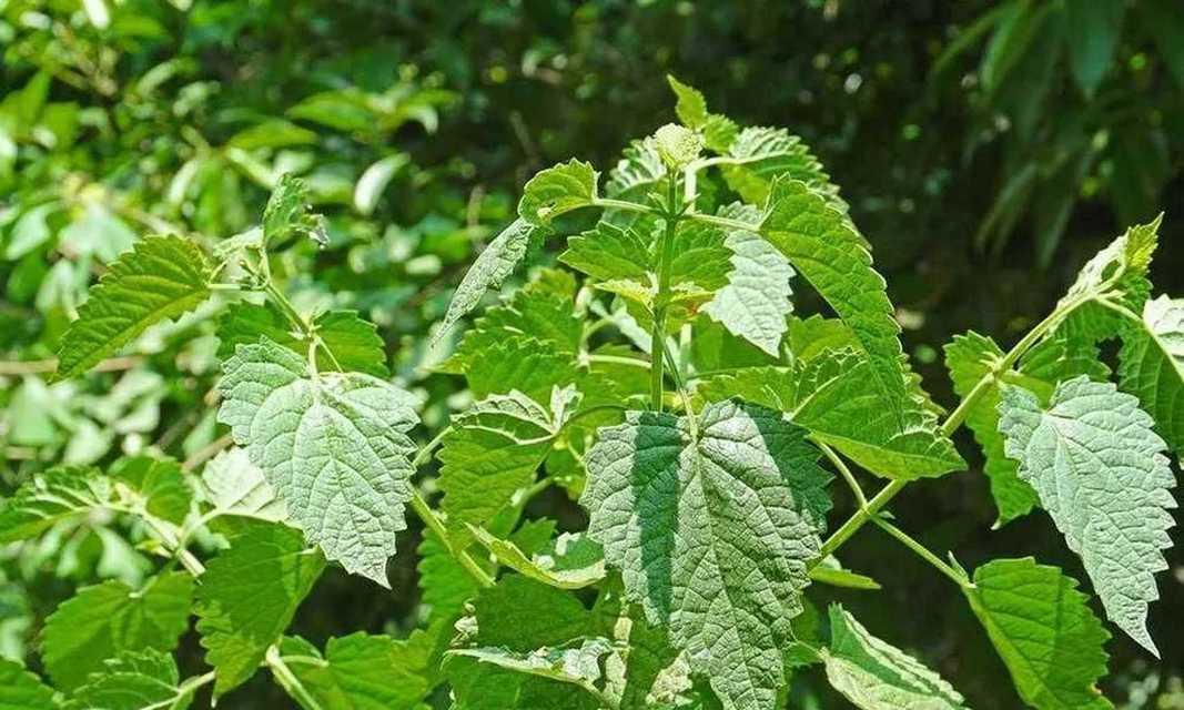 霍香花花语有何特别之处？霍香花象征着什么？
