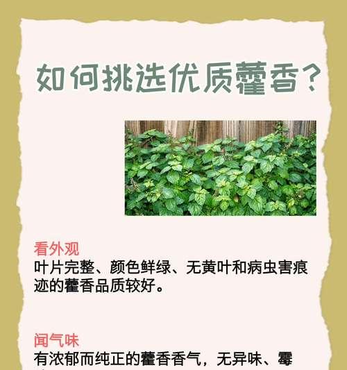 霍香花花语有何特别之处？霍香花象征着什么？