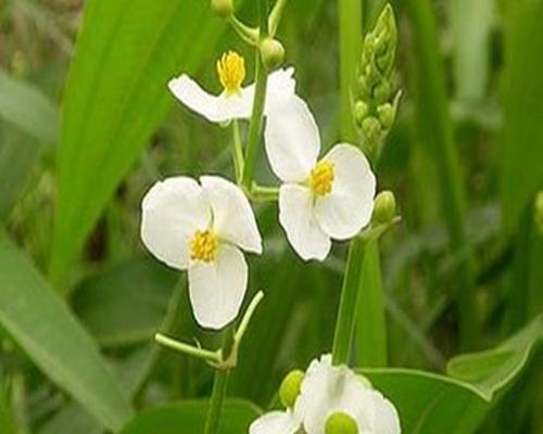 霍香花花语有何特别之处？霍香花象征着什么？