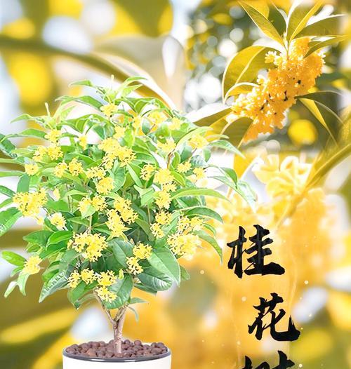 黄角树花语是什么？黄角树代表了什么？