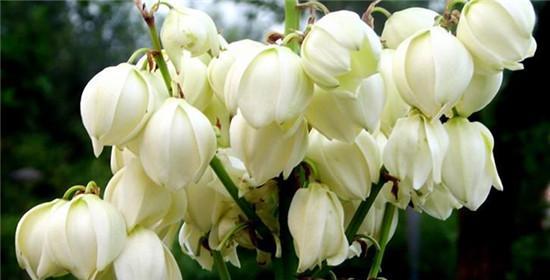 小腾花花语有何含义？小腾花象征着什么？