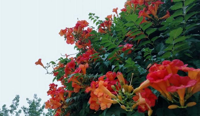 小腾花花语有何含义？小腾花象征着什么？