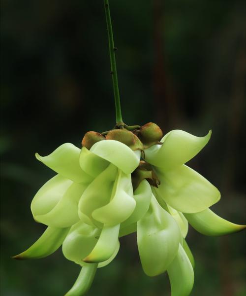 踏雀枝花语是什么？踏雀枝代表了什么？