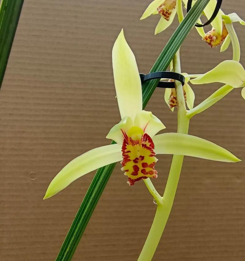 黄草的花语是什么？黄草象征着什么？
