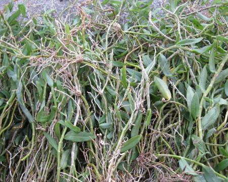 黄草的花语是什么？黄草象征着什么？