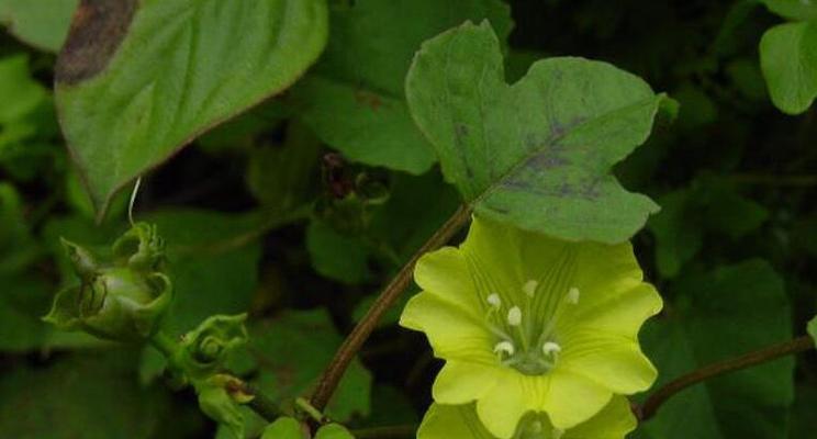 黄草的花语是什么？黄草象征着什么？
