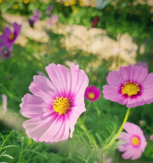 菊秋之花语是什么？菊秋之象征着什么？