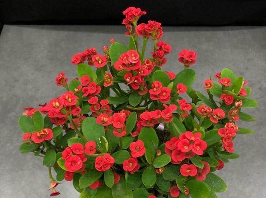 虎花语刺梅是什么意思？虎花语刺梅象征着什么？